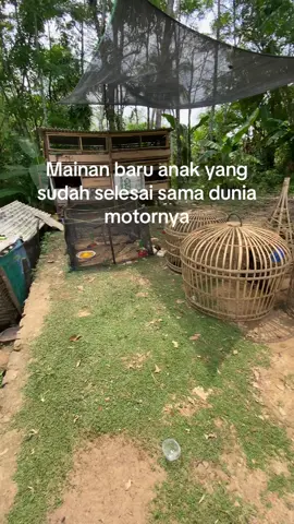 #apitasorjii #pecintaayambangko 