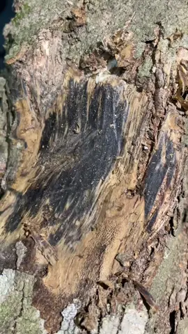 Kỳ Hải Nam hoang dã, dầu cây tích tụ trong nhiều năm. #xuhuong #kyhainam #kynam #tramhuong #agarwood 