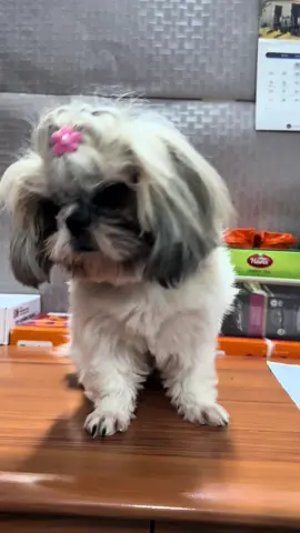 2 in 1 Vacuum Cleaner Pet Razor #dogsoftiktok #fyp #petessentials #shihtzu #haircut 