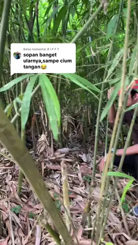 Membalas @R I F F ? evakuasi king cobra yang sedang mengeram telur 🐍, #ular #jambi #kingcobra #pawang #bambu 