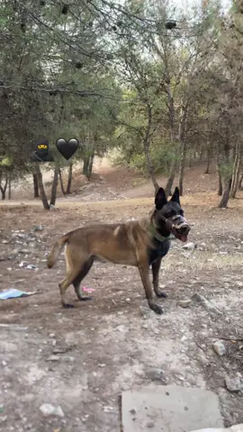 #malinois #malinwa #dz #كلاب_شرسة #dogs 