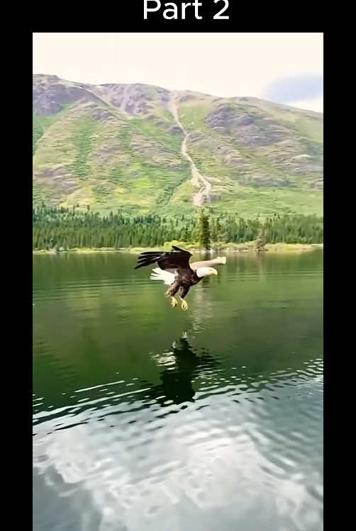 #bigfish #fishing #fyp #entertainment #viral #camping 