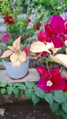 #promomakangajian #fypシ゚viral #fyppppppppppppppppppppppp #viraltiktok #indonesia🇮🇩 