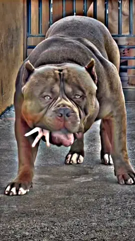 Don't Under Review 🙌#pittbull #gultearlover #jermanshafitdog #corsoditrucco 