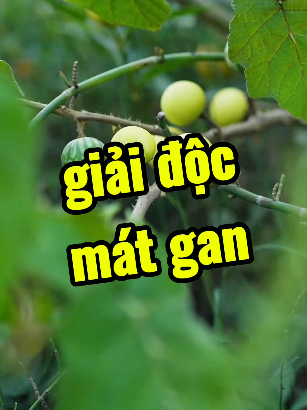 Gan là cơ quan thầm lặng, nhưng bạn để nó khổ lâu thì hậu quả không nhẹ đâu nghen. @anhbeosongkhoe #thaoduocdantocdao #thaomoc #baithuocdangian #cayco #anhbeodirung