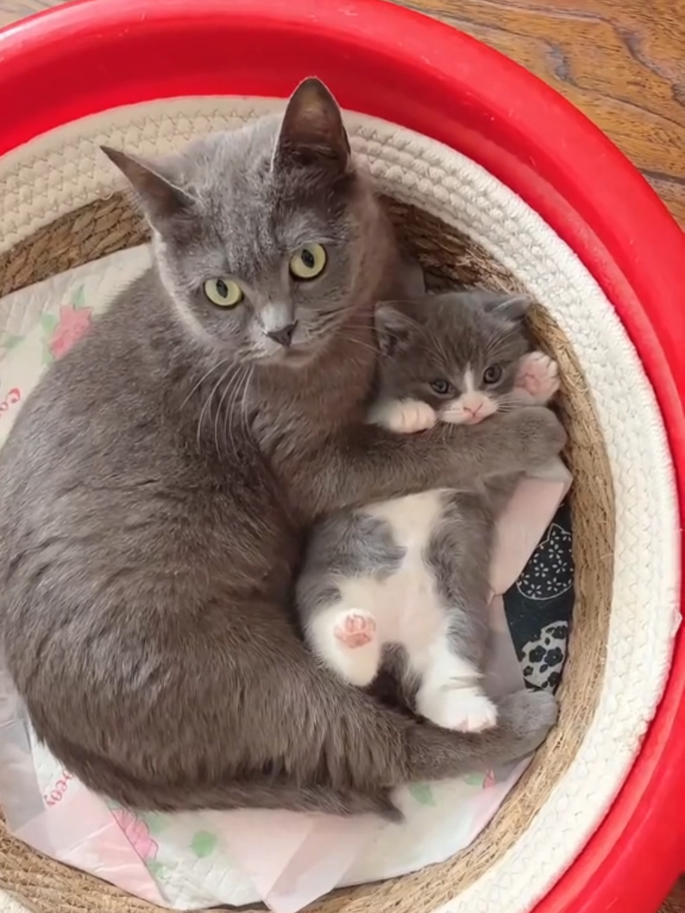 A mother cat protects her kittens #catsoftiktok #funnycat #cat #reels #funnycat 