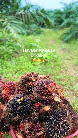 Mana poto hasil panen kalian we 🙌📈#masukberanda #masukberanda #sawitkalimantan #sawitriau 