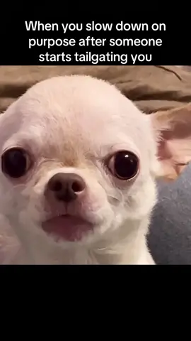 EvilDog #evildog follow me please. And keep it real skibidi! #memes #funny #fyp #memesdaily