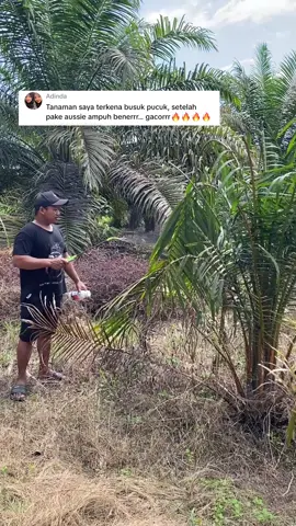 Aussie benar-benar ampuh mengatasi busuk pucuk pada tanaman sawit #busukpucuk #obatsawit #sawitkalimantan #rajaobrok #fyp 