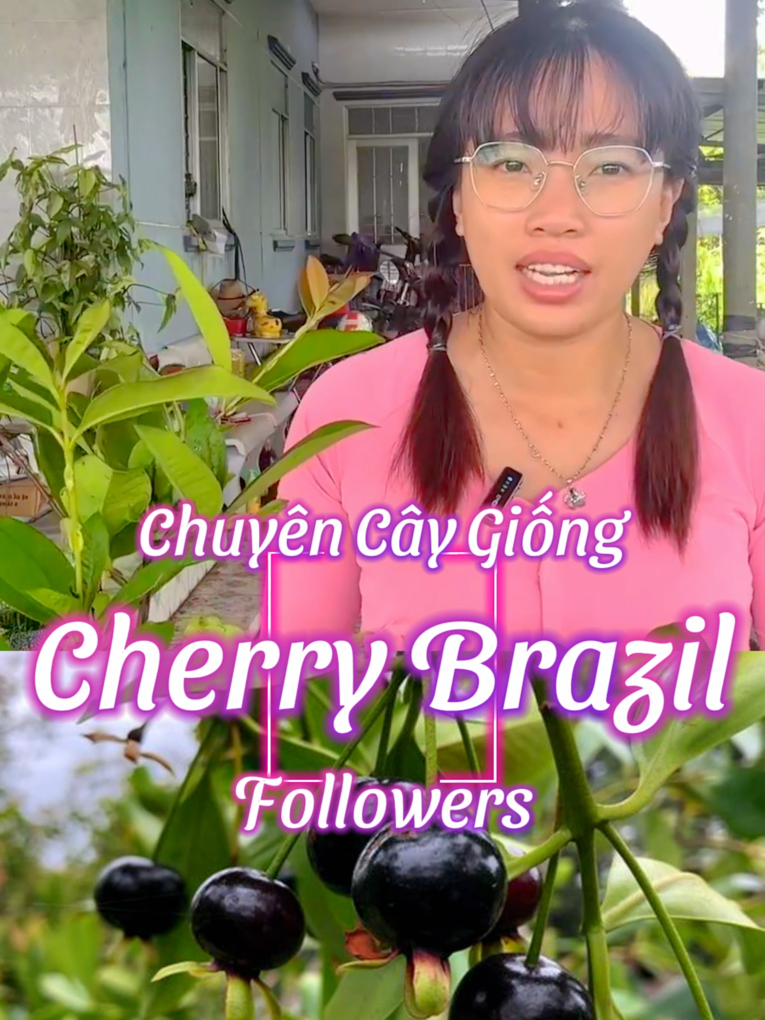 Đặc điểm của quả Cherry Brazil Quả Cherry Brazil có hình dáng tròn, kích thước nhỏ khoảng 2,5 cm, mọc thành chùm. Khi còn non, quả có màu xanh lá, sau đó chuyển dần sang màu đỏ tươi, và khi chín hoàn toàn sẽ có màu đỏ sẫm hoặc gần như đen tuyền. Vỏ quả nhẵn bóng, ăn được. Vị của quả khá độc đáo, có sự kết hợp giữa vị ngọt và chua thanh. Nhiều người miêu tả hương vị của nó tương tự như cherry, dâu tây hoặc thậm chí là ổi. Quả có phần thịt trắng kem, mọng nước và giòn, thường có một đến hai hạt bên trong. Quả chín rất nhanh, chỉ trong vài ngày sau khi chuyển màu. #chuyencaygiong #caytrongchau #cayvuonnha #caybongmat #caysinhthai #caysanvuon #caytuoitho #khengot #cherrybrazil