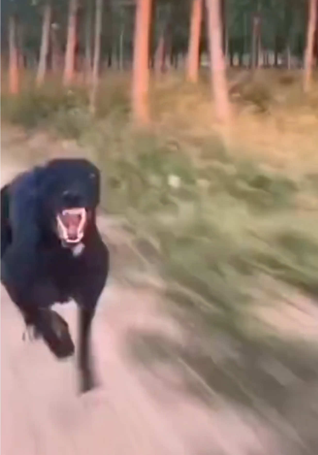 Giao hàng về mệt nghỉ xí thì mơ bị chó rượt làm chạy lòi bản họng luôn 😅