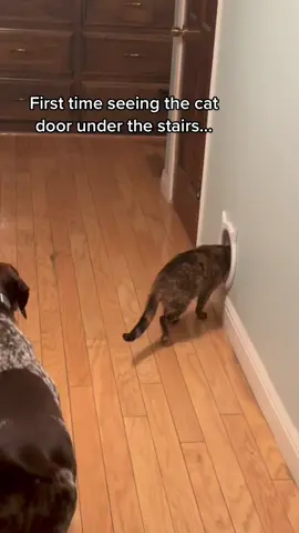 The dog is confused #funny #funnyvideos #funnytiktok #dog #funnydog #dogsoftiktok #dogs 