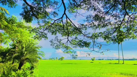 প্রকৃতি আসলেই সুন্দর🥰🏞️ #foryou #vairal #foryoupage #fyp #natural 
