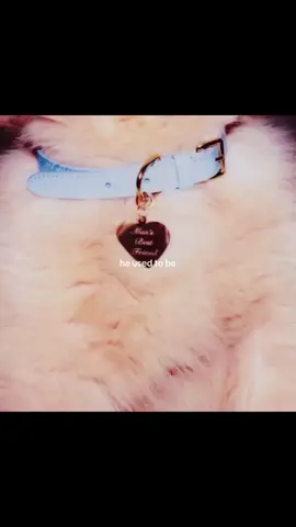 #MANSBESTFRIEND || IM THE LEAST SOUGHT AFTER GIRL IN THE LANDDDDD || #fyp #foryoupage #viral #sabrinacarpenter #mansbestfriendsabrinacarpenter #mbf #mymanonhiswillpower #mmohwp #aesthetic #moodboard #manchild #gogojuice 