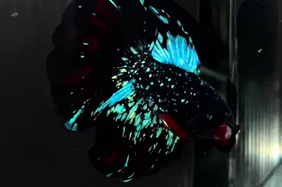 เน้นวิ่งไม่เน้นพอง😒                                      #bettafish #สัตว์น้ําประจําชาติไทย            #SKBbettaHome #ปลากัดสายขิง            #ปลากัดฮาฟมูนละอองดาว 