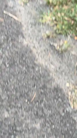 Ubur” ikan lele#properstyle #vavarioan #fyp 