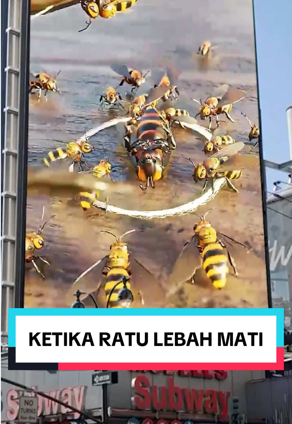 RATU LEBAH MATI!!! Beginilah Proses LEBAH memilih Ratu baru. Untuk memimpin koloni mereka, jika ratu sebelumnya mati😱😱😱 #faktaunik  #faktamenarik  #lebah  #lebahmadu  #fyp 