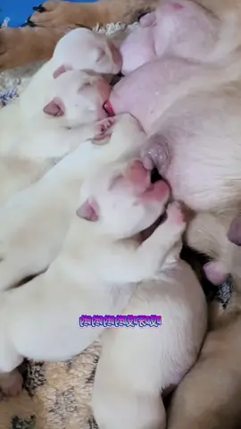 #眠る #tiktok #foryou #母乳を飲んでいる犬 #生まれたばかりの犬 #犬のいる生活 #萌え #生まれたばかりの #犬 