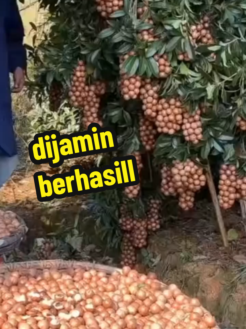 cara mlebatkn pohon kelengkeng yang sulit berbuah#petaniindonesia🇮🇩🇮🇩🇮🇩🌿🌿 #pyfツ 