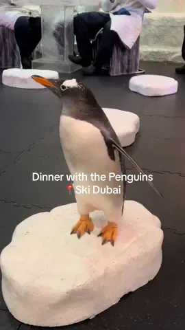 Cutest surprise date night. This is your sign to do dinner with the penguins 🥹🐧🐧🐧 #skidubai #dinnerwiththepenguins #penguin #penguins 