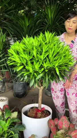 Trúc bách hợp trang trí nội thất,ngoại thất,decor sân vườn siêu đẹp ạ.