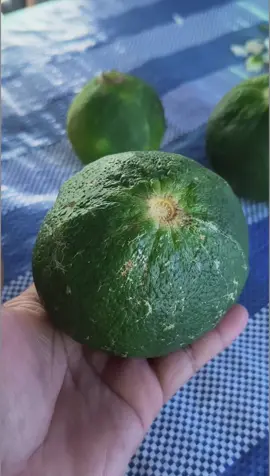 บักนาวหรือบักอิหยังเจ้าว่าใหญ่ปานนี้#บักนาวๆๆๆๆๆๆๆ#ผู้สาวอุบล #สาวโสด