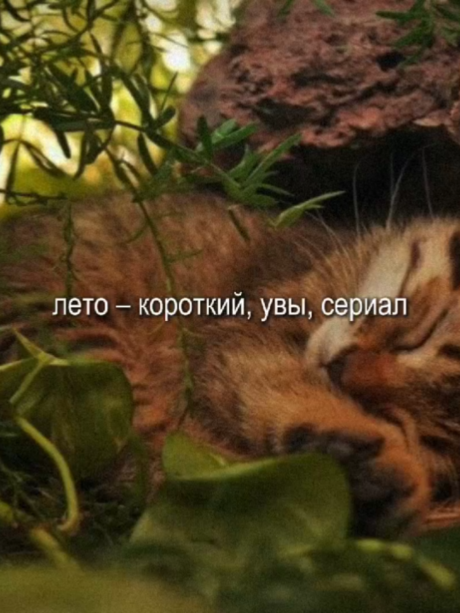 сова – холодный дождь #сова #текстпесни #музыка #картинкиподмузыку 