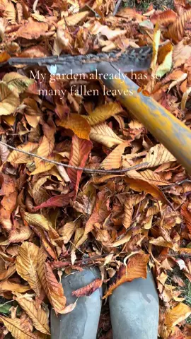 Can’t believe how fast the leaves are falling this year in my garden 🍂l🍁 #autumnfalls #fallingleaves #autumnvibe #garden #autumn2025 