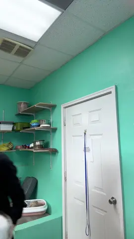 Fluff? Nope. Full-on tank. 💪🐈 #cats #kitty #fyp #catlover #catsoftiktok 