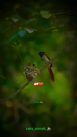 aaqiro iyo aduunba-🫶❤️‍🩹🔥-#dhiirigalin #sheekhmustafe #zaky_somali #zaky_somali_🧑‍💻 