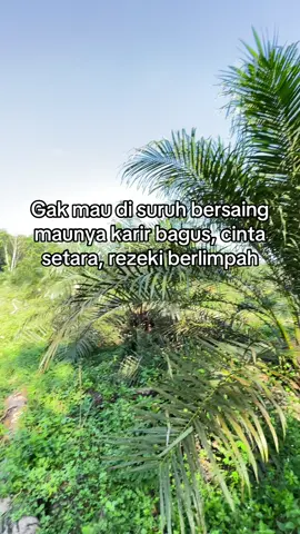 #sawitsumatraindonesia🌴🌴🌴 #petanimuda #bibitsawit #petaniindonesia🇮🇩🇮🇩🇮🇩🌿🌿 