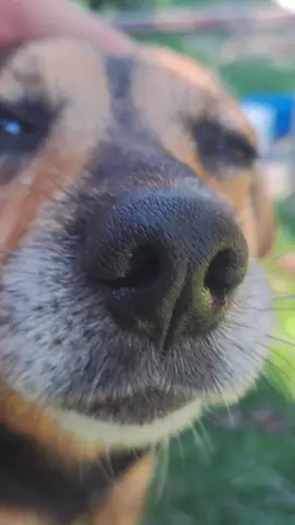 Я хочу беляш  #creatorsearchinsights #гумор #собака 