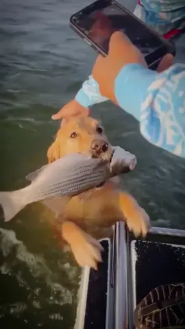 #dog #cutedog #funnydog 