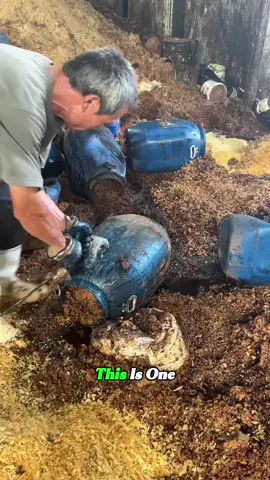 They turn waste into cooking oil?! 😱 Shocking gutter oil process revealed… #bestvideos#usatiktok🇺🇸 #usa🇺🇸 #tiktok