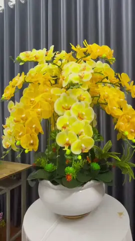 Chậu lan 18 cành ( 9 bông ) để phòng khách #hoalangia 