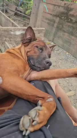 ถ้านี่คือหมาที่ขี้วีนที่สุด #funny  #สัตว์โลกน่ารัก #fyp #ฮาๆ #หมา 