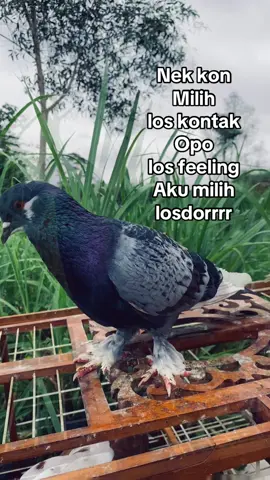 #merpatibalapindonesia #merpatikolongbebas #merpatikolong #merpatijogja #merpatilovers 