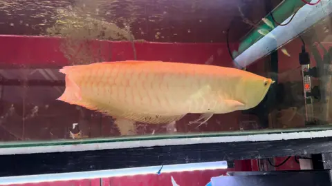 Arwana silver albino #ikanpredator  @Evan_Jaya 