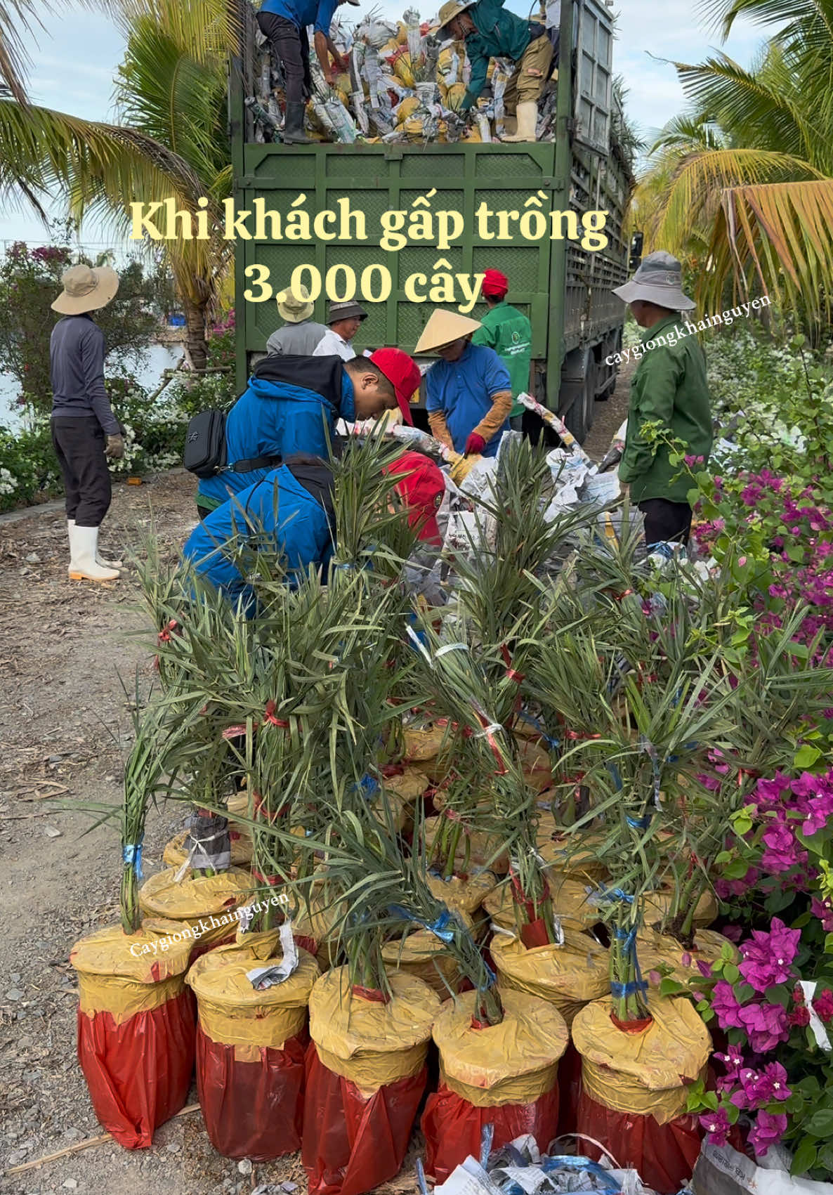 Khách gấp trồng cho kịp mùa mưa! #cây_chà_là #giống_chà_là #chà_là #chàlàmô #xuhuong 