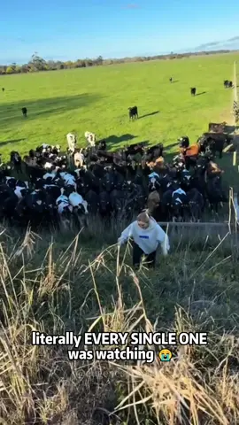 Cow 🐮 #cow #cows #cowsoftiktok #fyp #foryou 