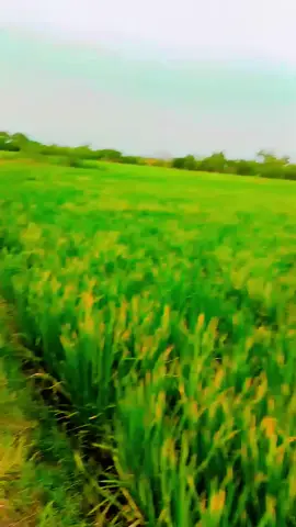 #faye #viral #video #💞🥰💞 