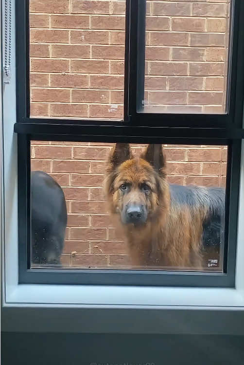 When your dog has so much to tell you…🐾🤣🤣#tiktok #foryou #fyp #dog #dogsoftiktok #funnydog #doglover #usa 