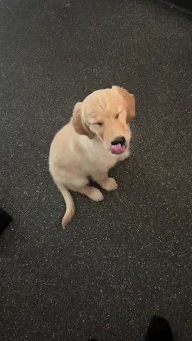 First taste of broccoli  Do you guys like broccoli as well?  #goldenretriever #puppylove #puppydog #puppylife #broccoli 