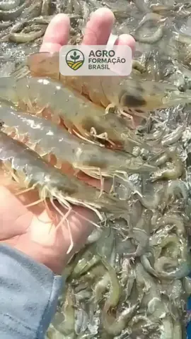 🦐 Descubra como transformar uma caixa d’água em uma fonte de lucro! Aprenda o passo a passo para criar camarões em casa, sem precisar de experiência e com baixo investimento. ✅ Projeto completo ✅ Curso em vídeo + checklist ✅ Lucros mensais de até R$5.000 💡 Comece hoje mesmo e mude sua renda!