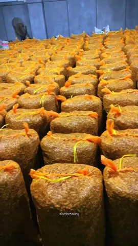 Selalu redi bolo Hibrida full tua #kacangtanah #kacang #sumberkacang #kacangnganjuk #peanut 