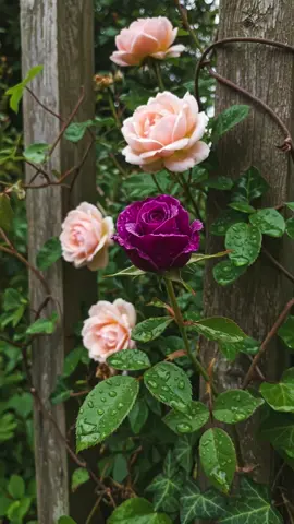 #장미 #rose 