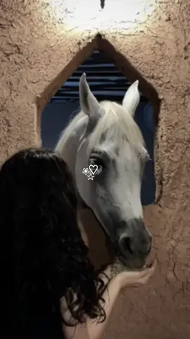 #اجيلك_كني_الضايع_ادور_في_دروبك_سير🖤🤎 #مجرد_ذووقツ🖤🎼 #تصاميم_فيديوهات🎵🎤🎬 #كسبلور_exploreالاكسبلور_لايك_متابعه #عبارات_عن_الخيل؟🤎🐎 