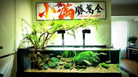 Layout thuỷ sinh đẹp , cá suối #thuysinh #aquarium #theaquacorner #aquascape #fishtank 
