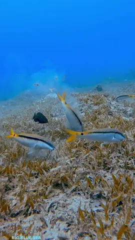 5 fascinating facts about Goatfish (family Mullidae), the whiskered foragers of the reef: 1. Whisker-Like Barbels: Goatfish are instantly recognizable by the two barbels (“whiskers”) under their chin. These are packed with taste and touch sensors, helping them detect hidden prey in sand and rubble. 	 2. Sand-Sifters: They use their barbels to dig through sand, flipping it up as they search for worms, crustaceans, and mollusks. This constant foraging also turns over the seabed, helping recycle nutrients in reef ecosystems. 	 3. Masters of Color Change: Many goatfish can rapidly change their body color to blend into their surroundings or signal to other fish. Some even turn pale while resting on sand, then shift back to brighter colors when active. 	 4. School by Day, Hunt by Night: Goatfish often form large schools during the day, staying safe in numbers, and then split up at night to forage individually under the cover of darkness. 	 5. Worldwide Distribution: With more than 80 species in the family, goatfish are found in tropical and subtropical seas worldwide, from coral reefs and sandy lagoons to seagrass meadows. . . . . . . . . . . . . . . #goatfish #goat #reef #beautiful #fish                    