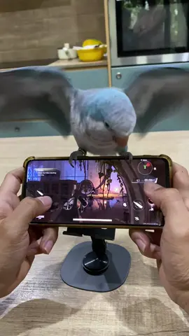 #DestinyRising #gaming #shootergame #parrot #parrotsoftiktok 